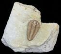 Prone, Flexicalymene Trilobite - Ohio #40669-4